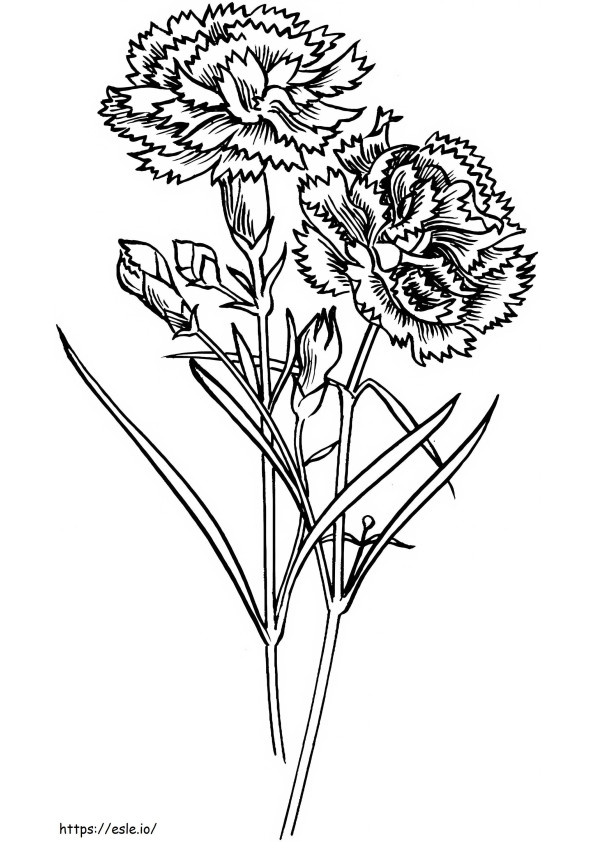 Two Carnation coloring page