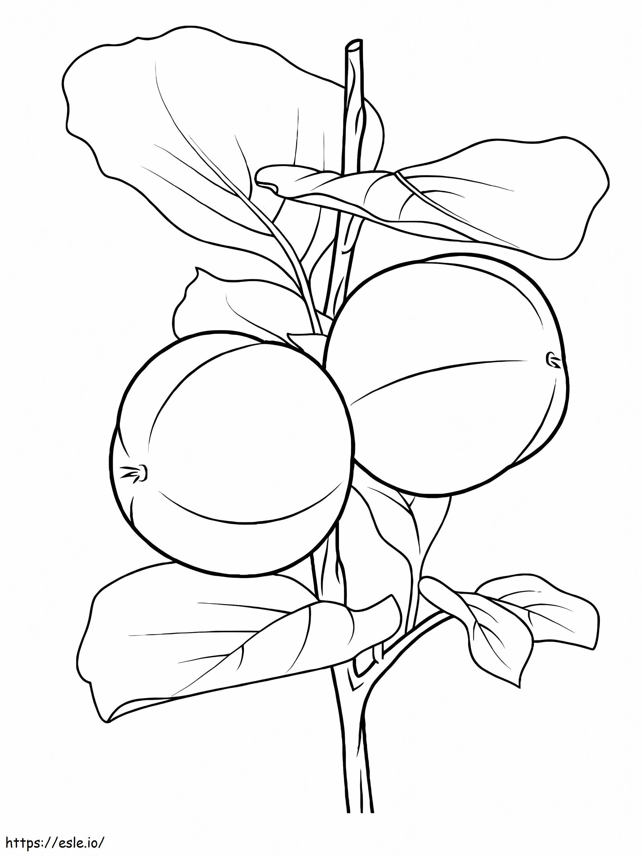 Two Apricots On A Tree Branch coloring page