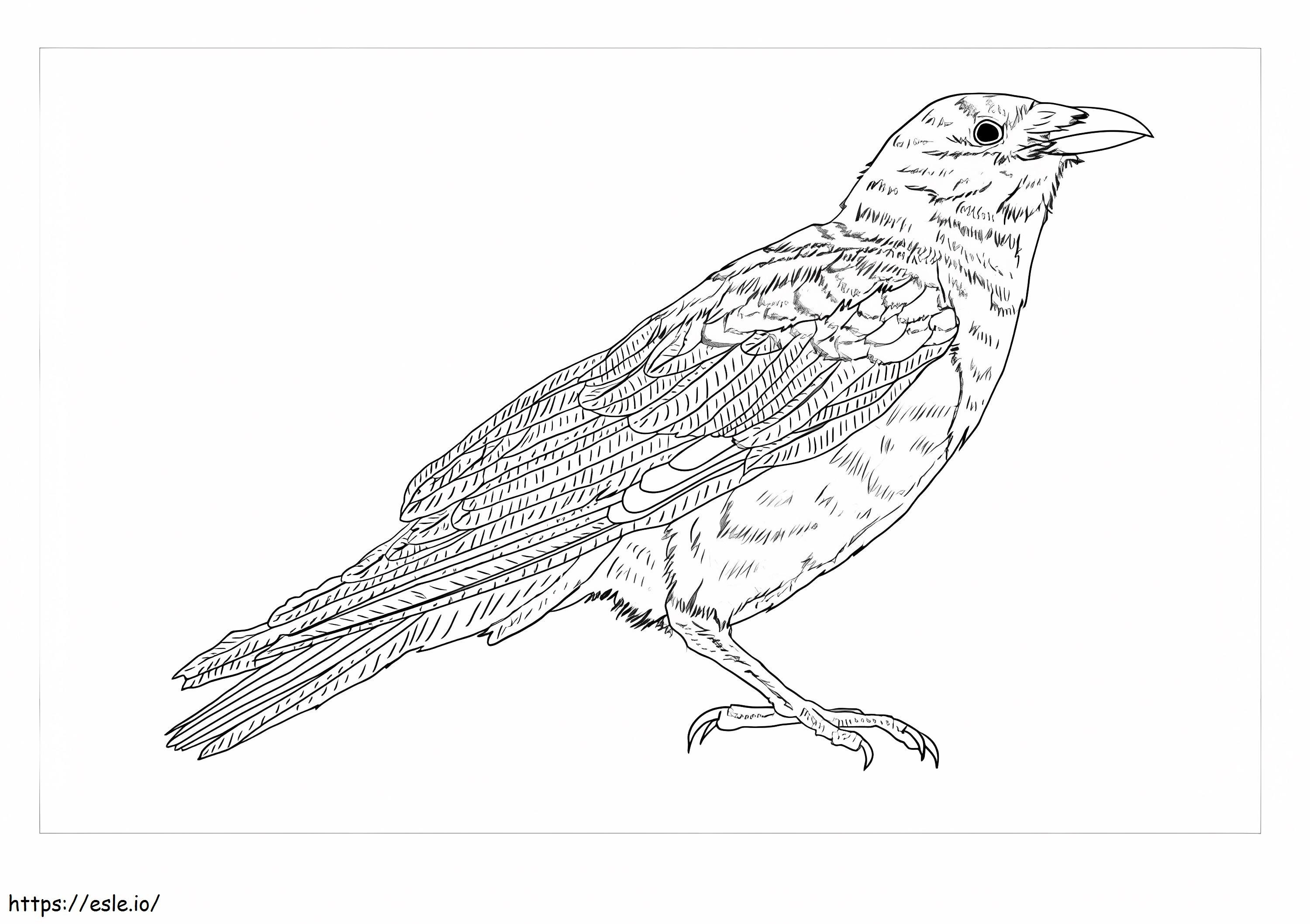 Coloriage Corbeau adulte à imprimer dessin