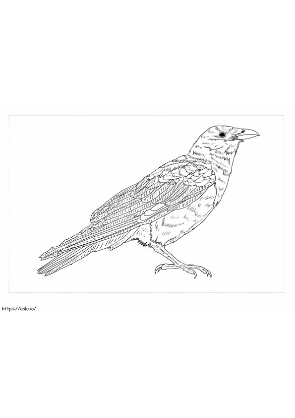 Coloriage Corbeau adulte à imprimer dessin