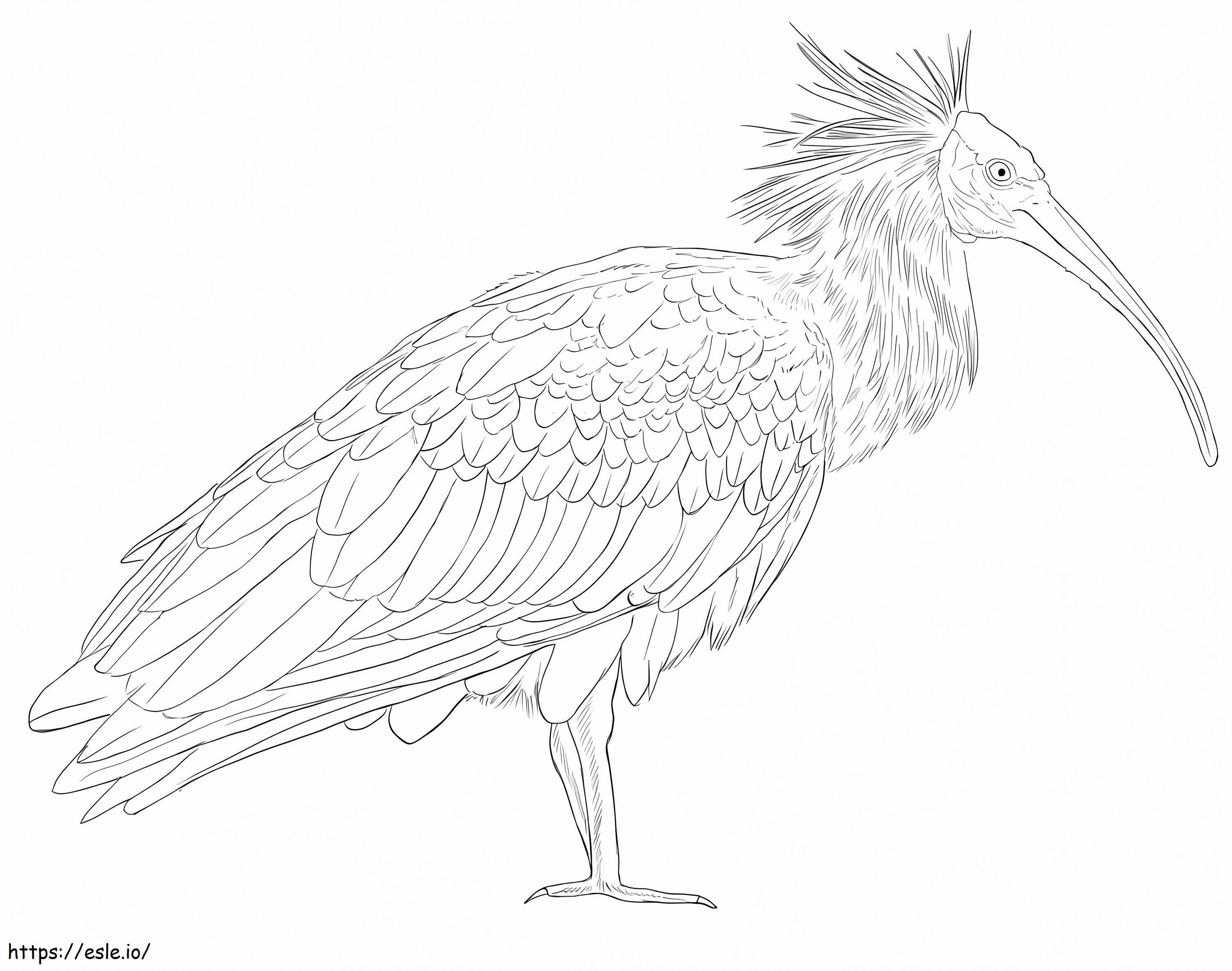 Coloriage Ibis chauve à imprimer dessin