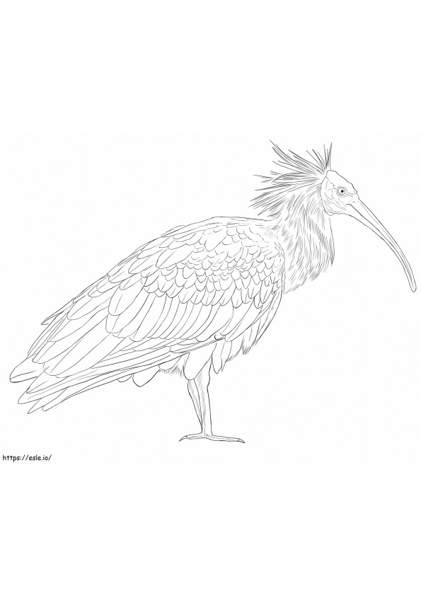 Coloriage Ibis chauve à imprimer dessin