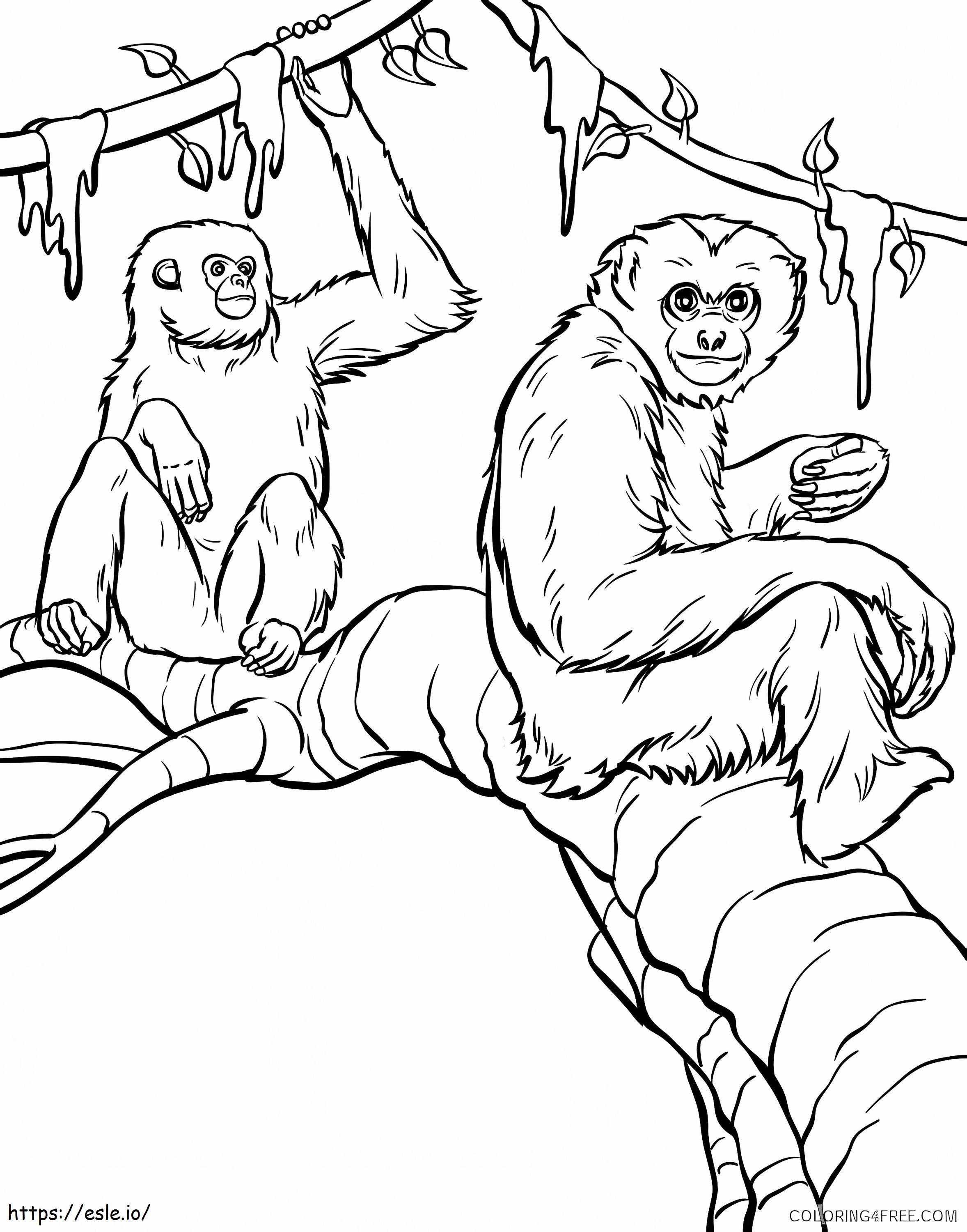Kaksi orangutankia kiipeämässä värityskuva