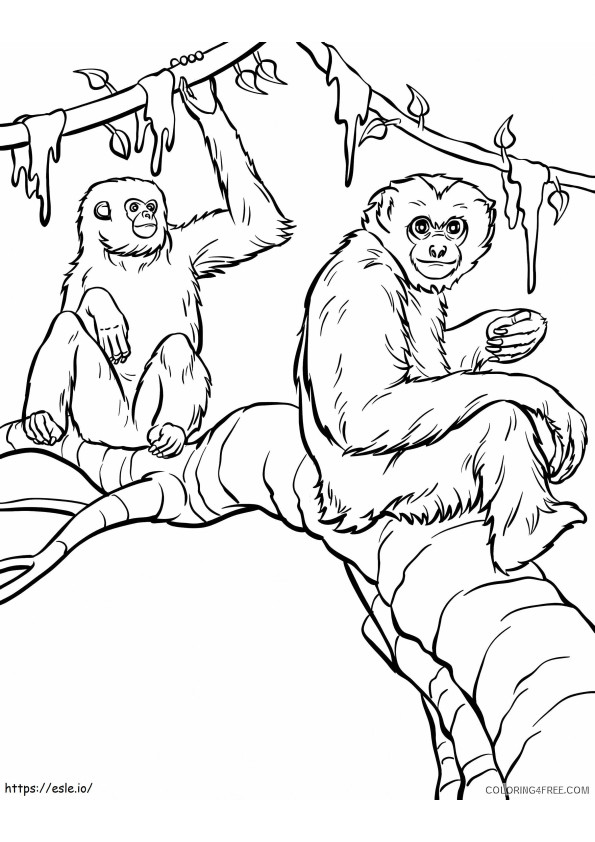 Coloriage Escalade de deux orangs-outans à imprimer dessin