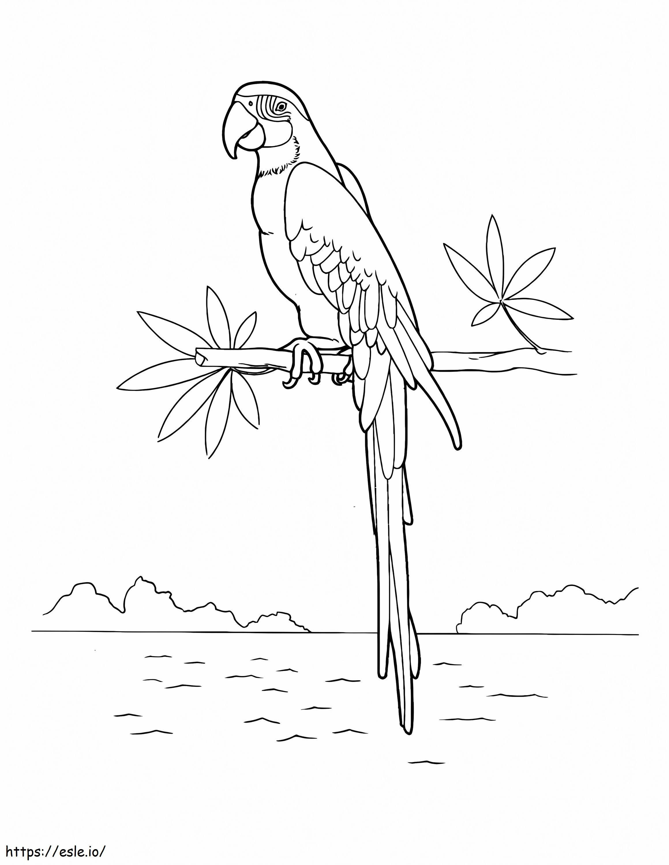 Macaw Cocoțat Pe vârful unui copac lângă malul râului de colorat