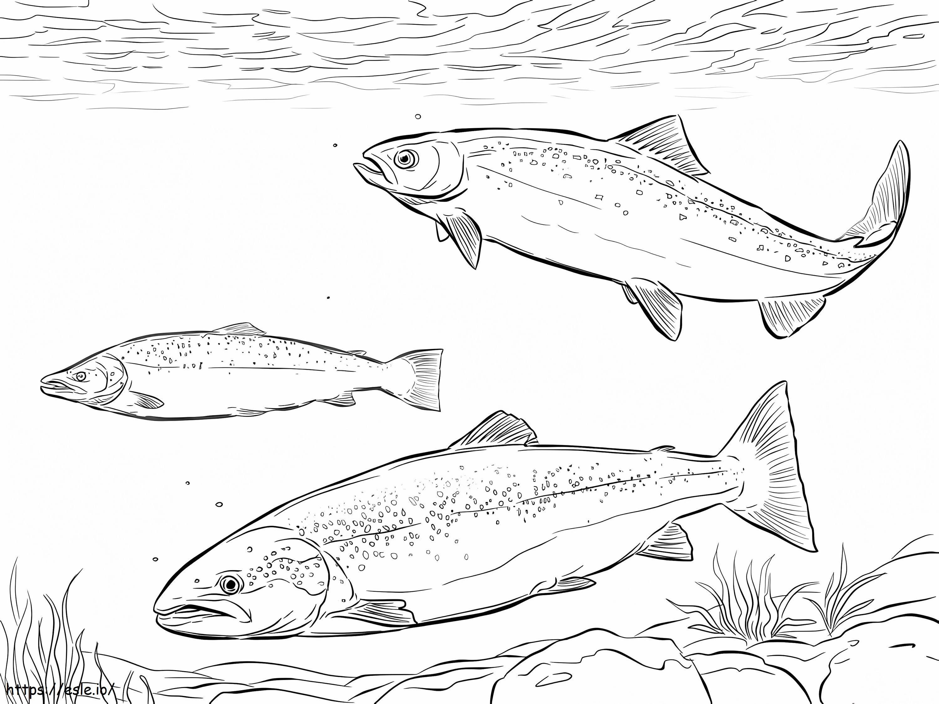 Atlantic Salmon Shoal coloring page