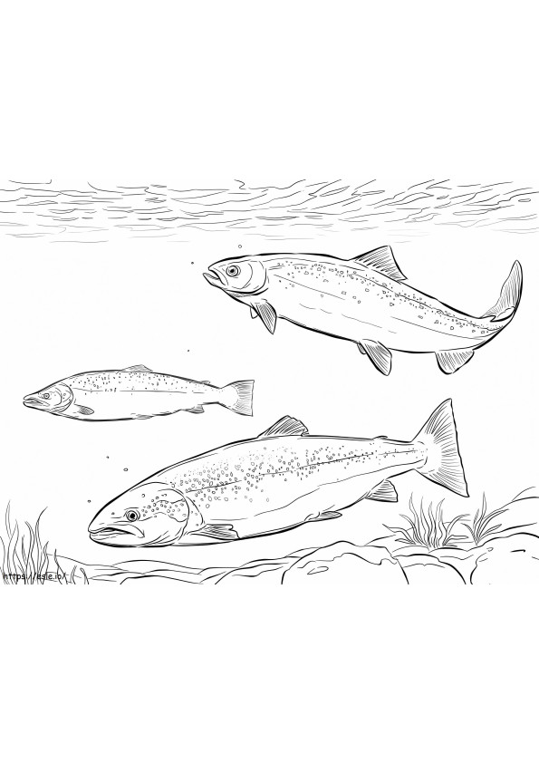 Cardumen de salmón del Atlántico para colorear