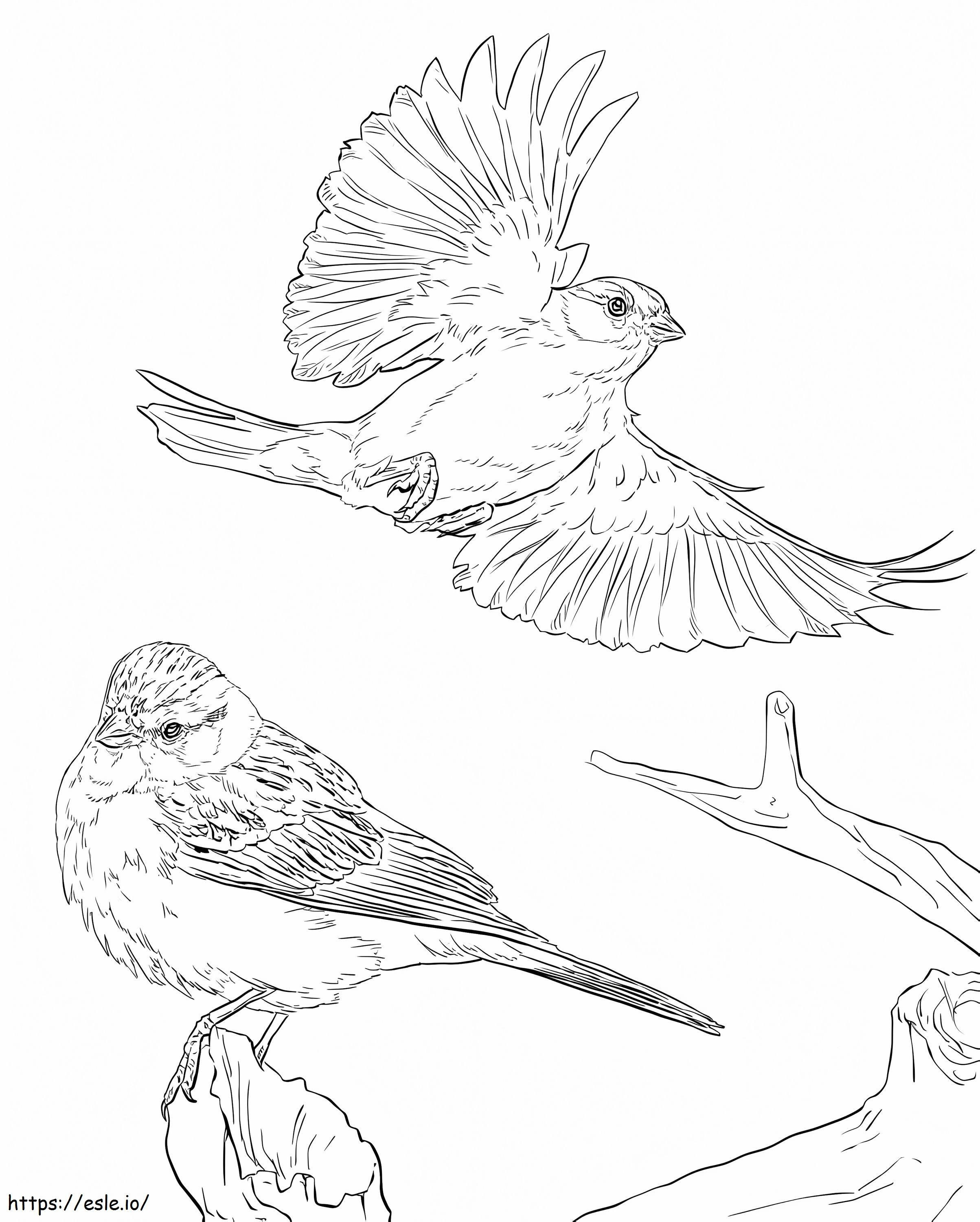 Chipping Sparrows coloring page