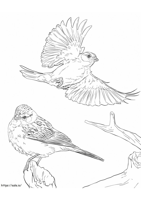 Chipping Sparrows coloring page