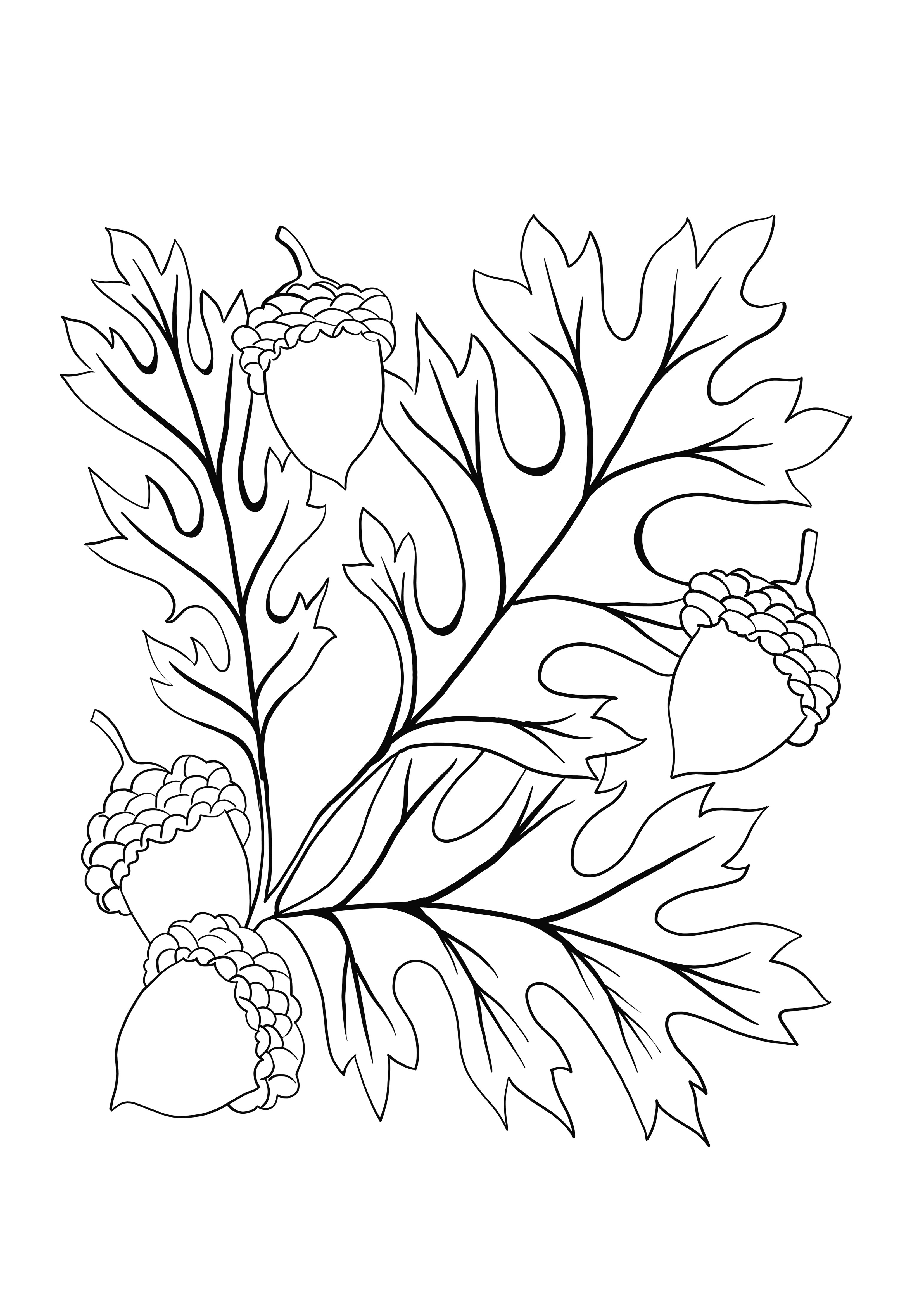 free acorn and oak leaves printing image
