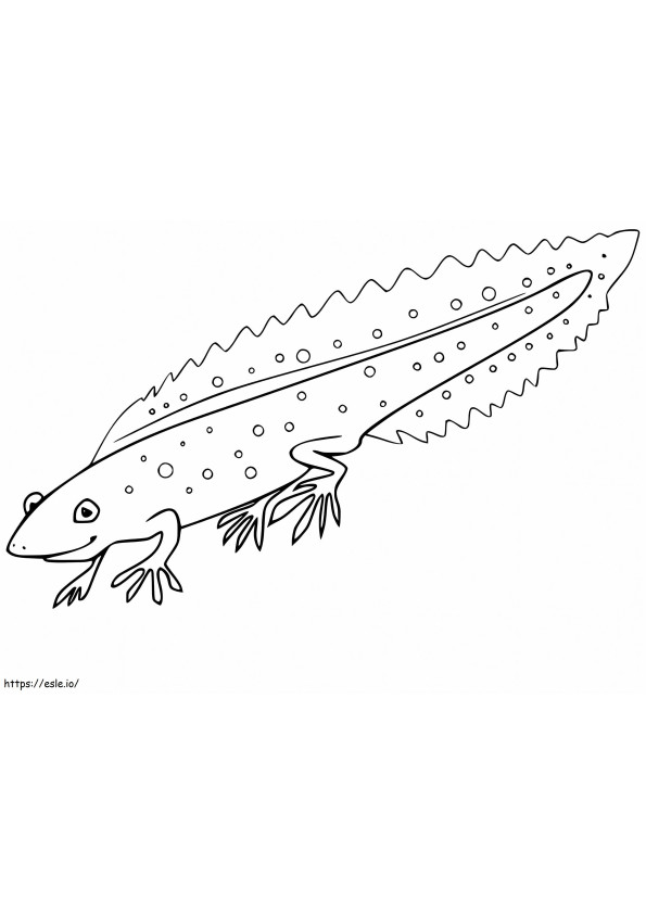Palmate Newt coloring page