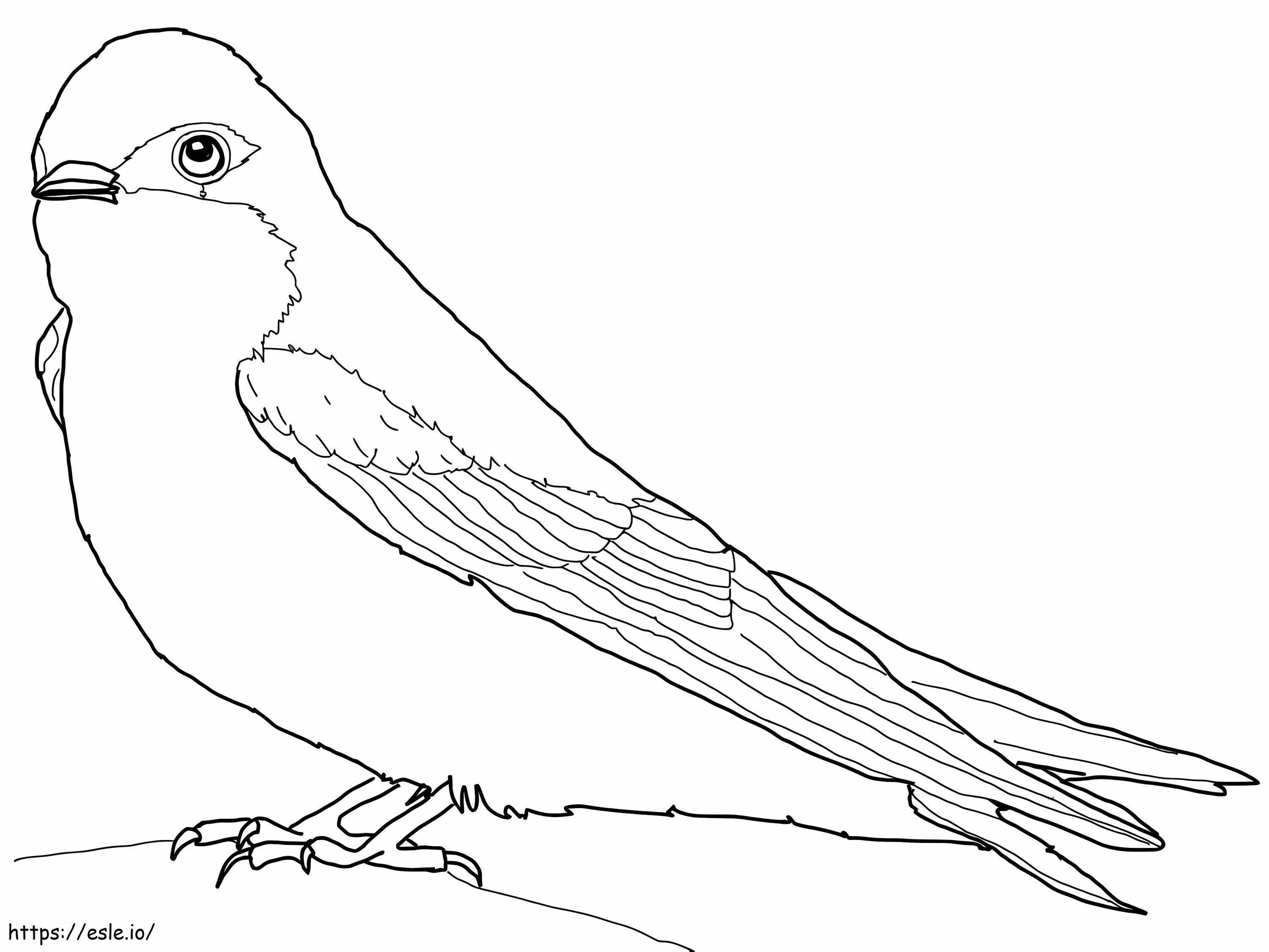 Tree Swallow 1 coloring page
