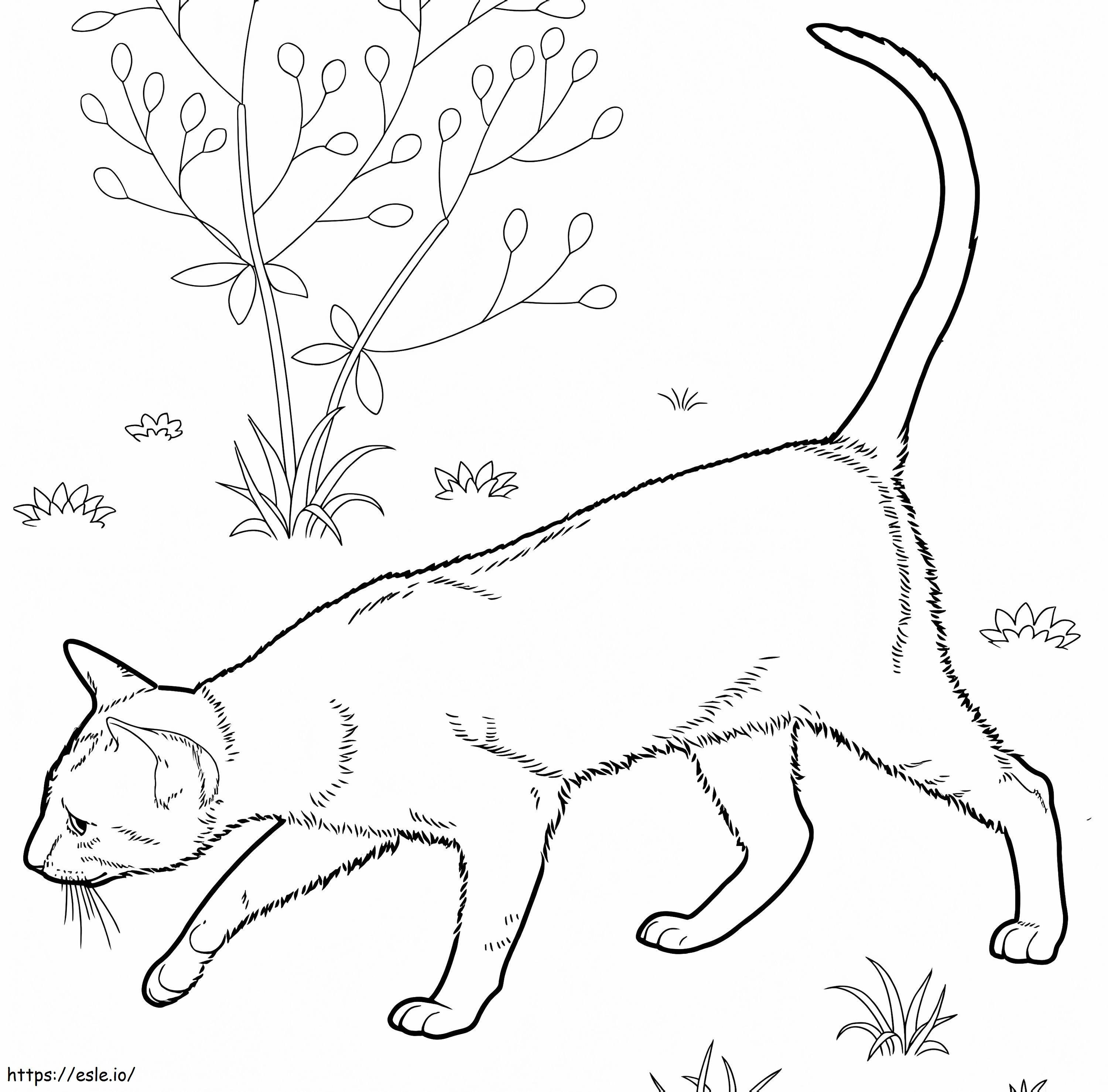 Kucing Bulu Pendek Timur Gambar Mewarnai