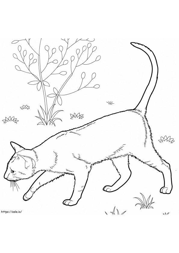 East Shorthair Cat coloring page