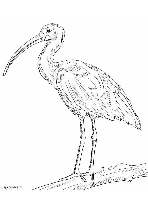 Coloriage Ibis écarlate à imprimer dessin