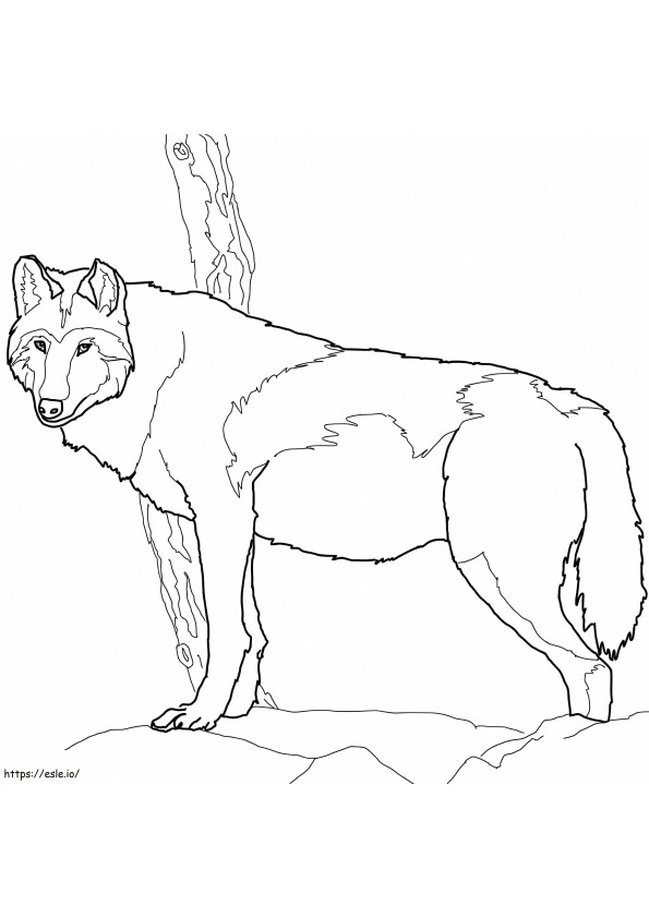 Canadian Wolf coloring page