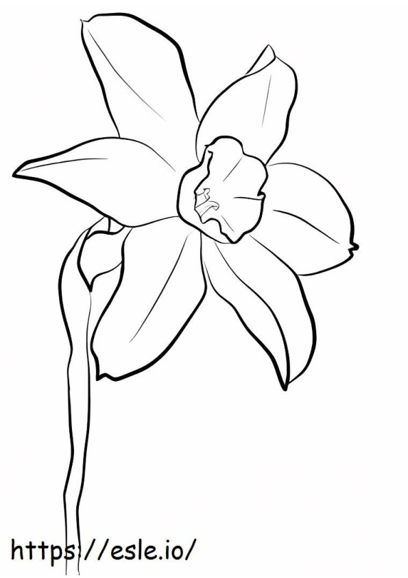 Lovely Daffodil coloring page