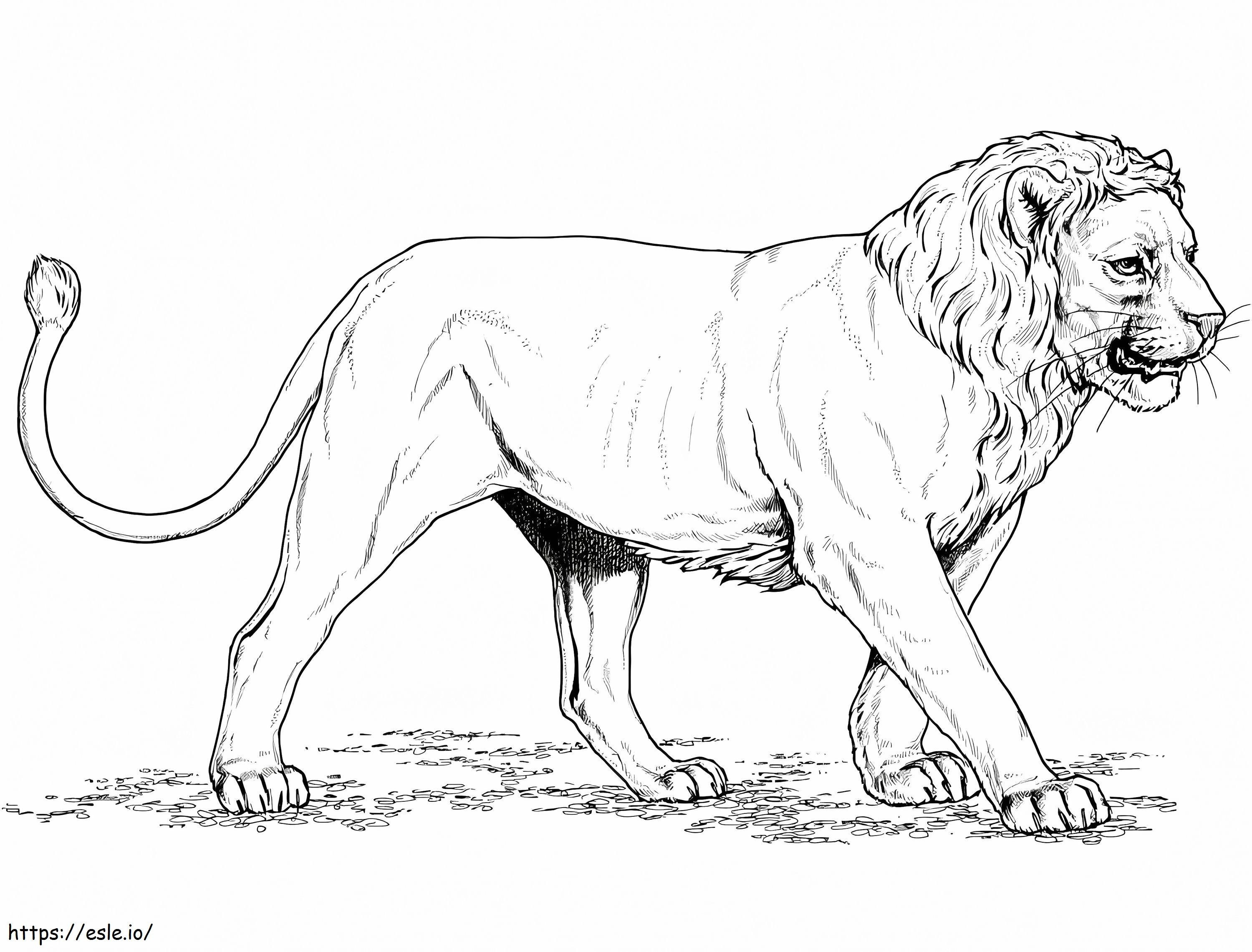 Coloriage Lion d'Asie à imprimer dessin