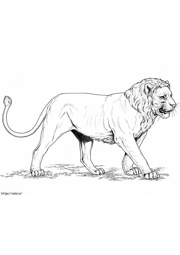 Aasian leijona värityskuva