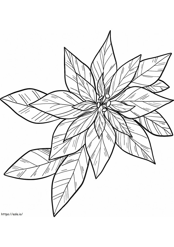Coloriage Poinsettia gratuit à imprimer dessin