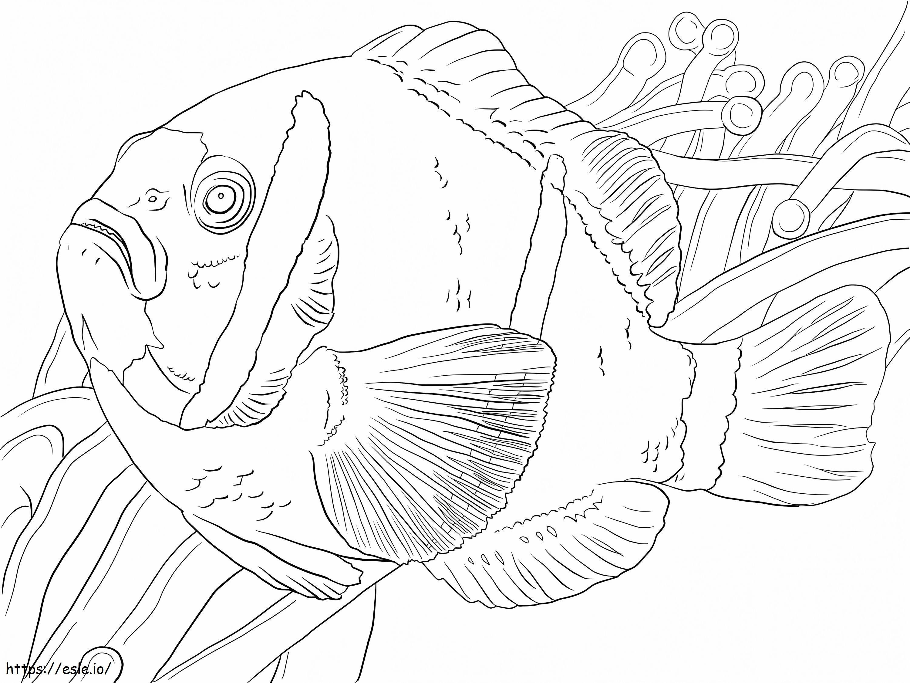 Clownfish Uinti värityskuva