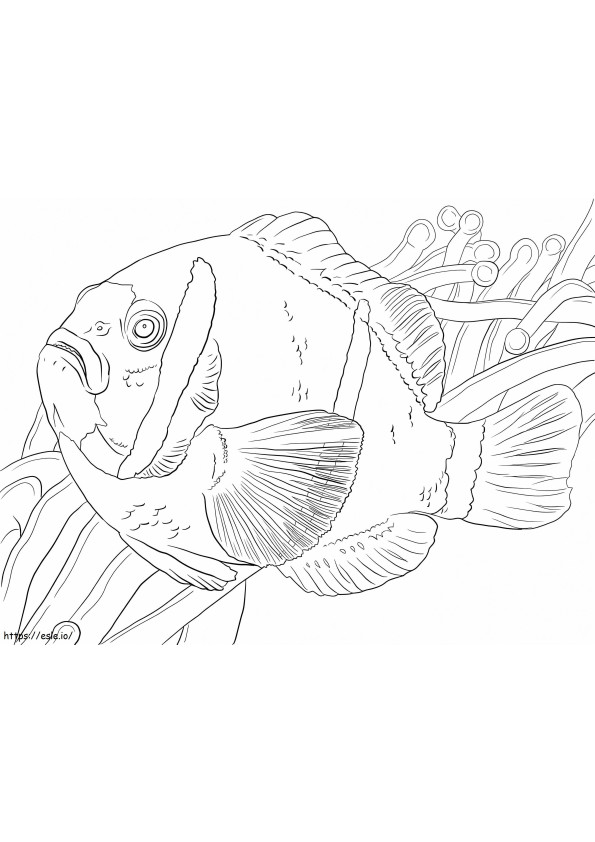 Clownfish Swimming coloring page