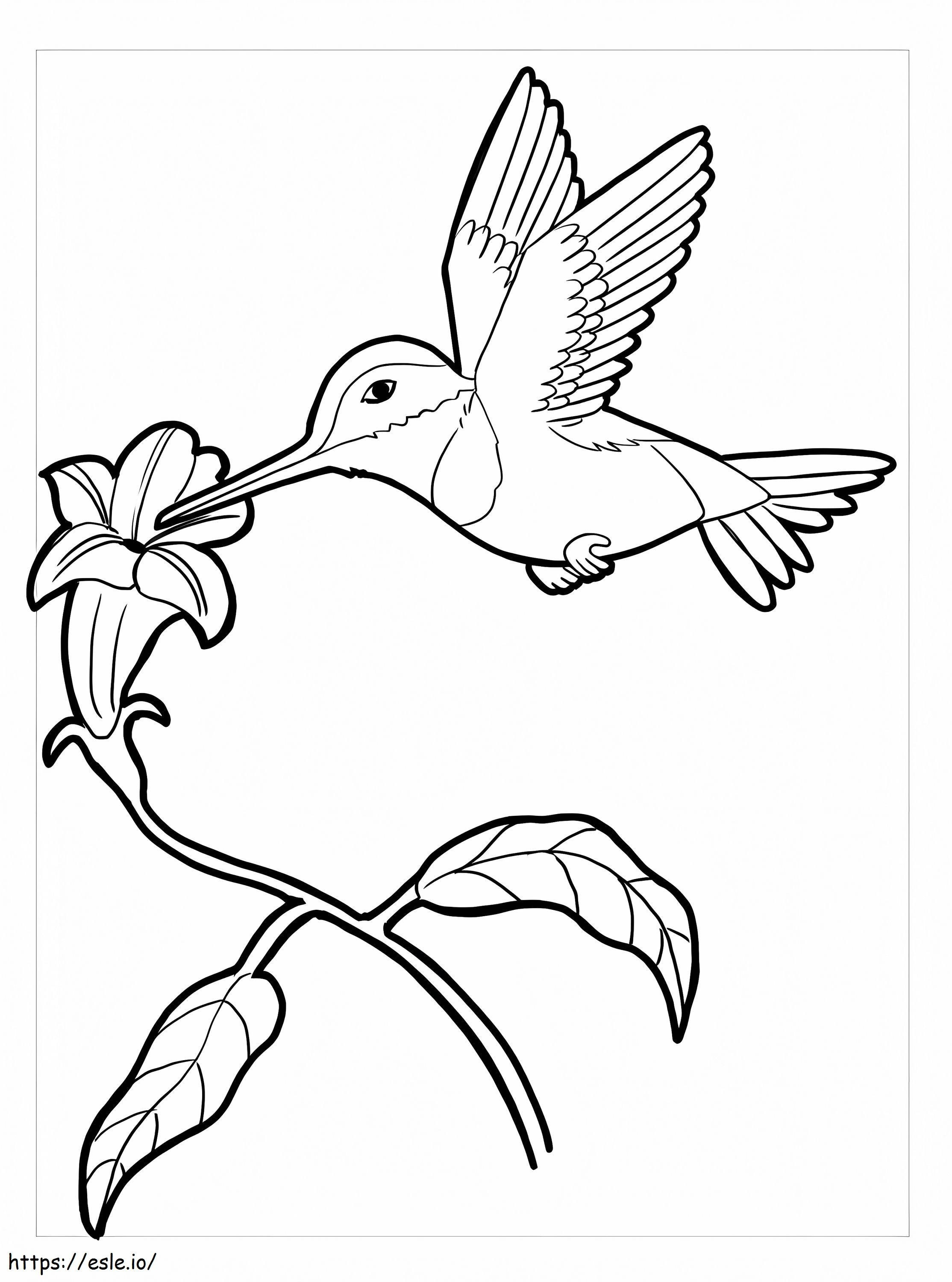 Coloriage Colibri de base avec fleur à imprimer dessin