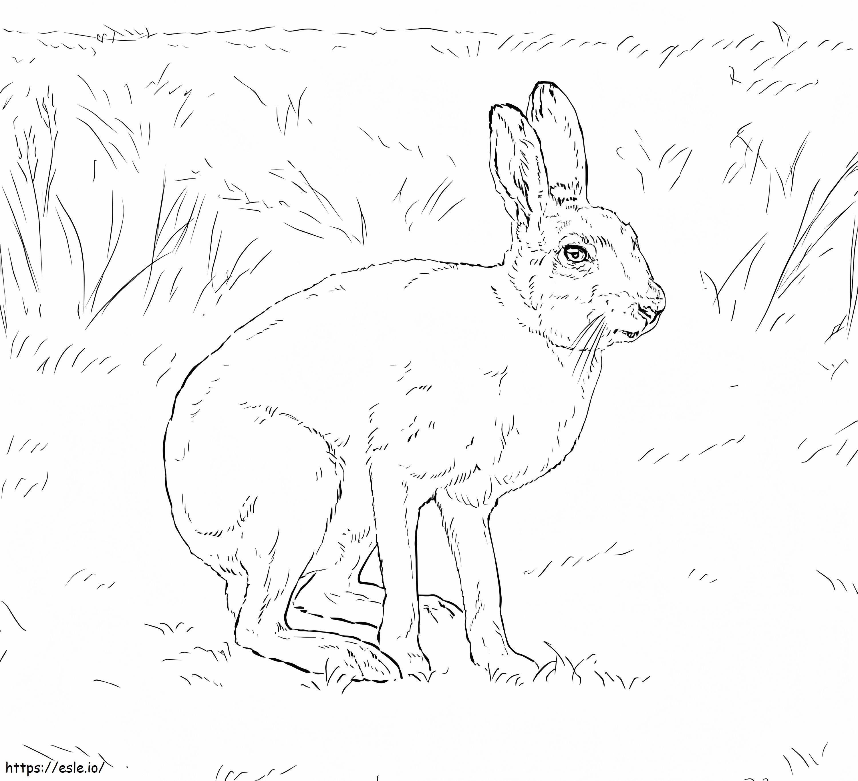 Lievre Variable coloring page