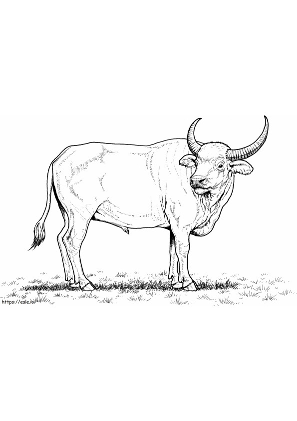 Impressionante escala de búfalo para colorir