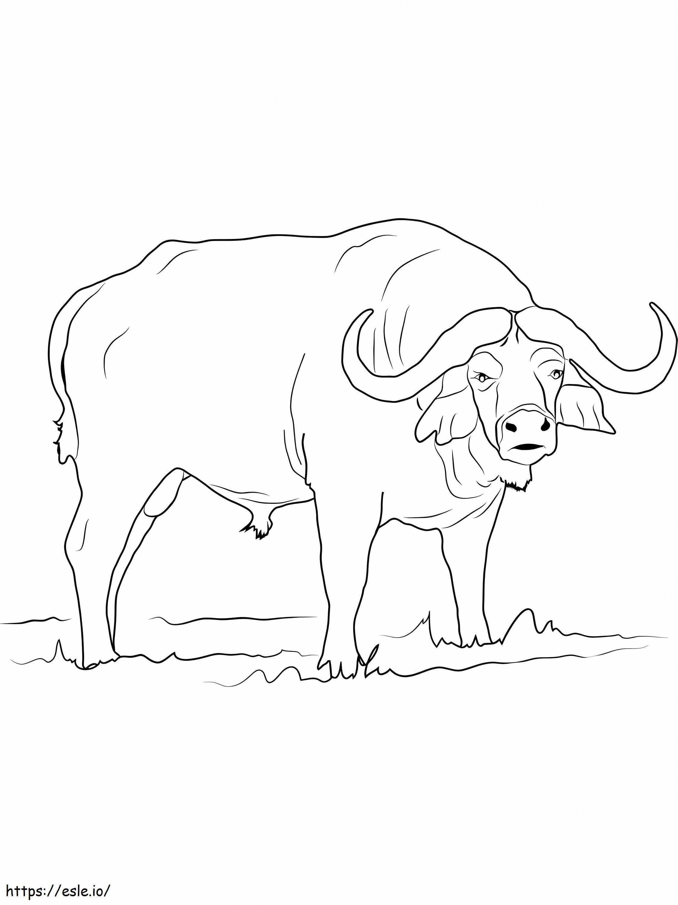 Búfalo salvaje para colorear