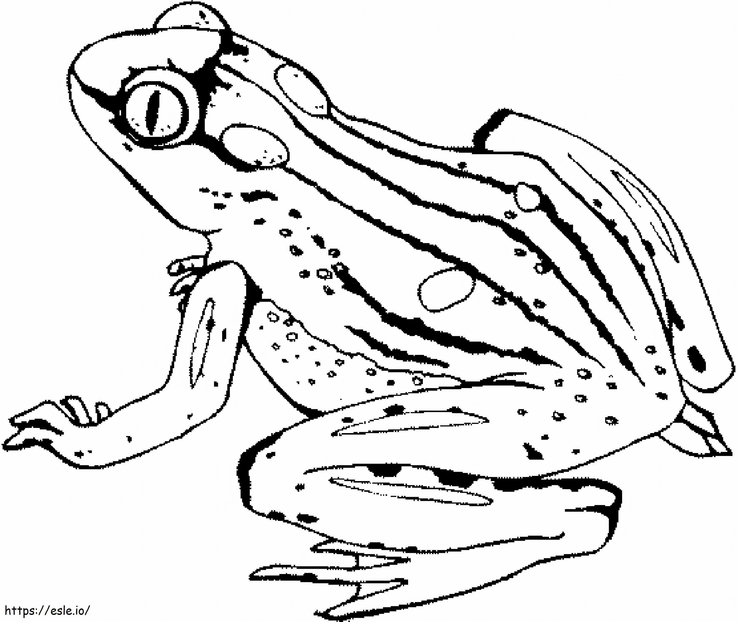 Nice Frog coloring page