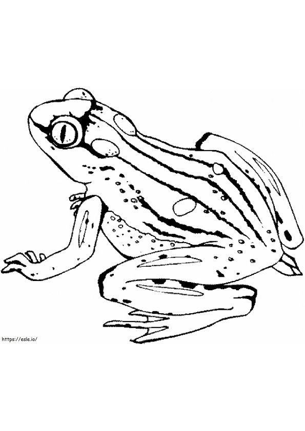 Coloriage Belle grenouille à imprimer dessin