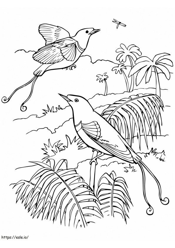 König Paradiesvogel