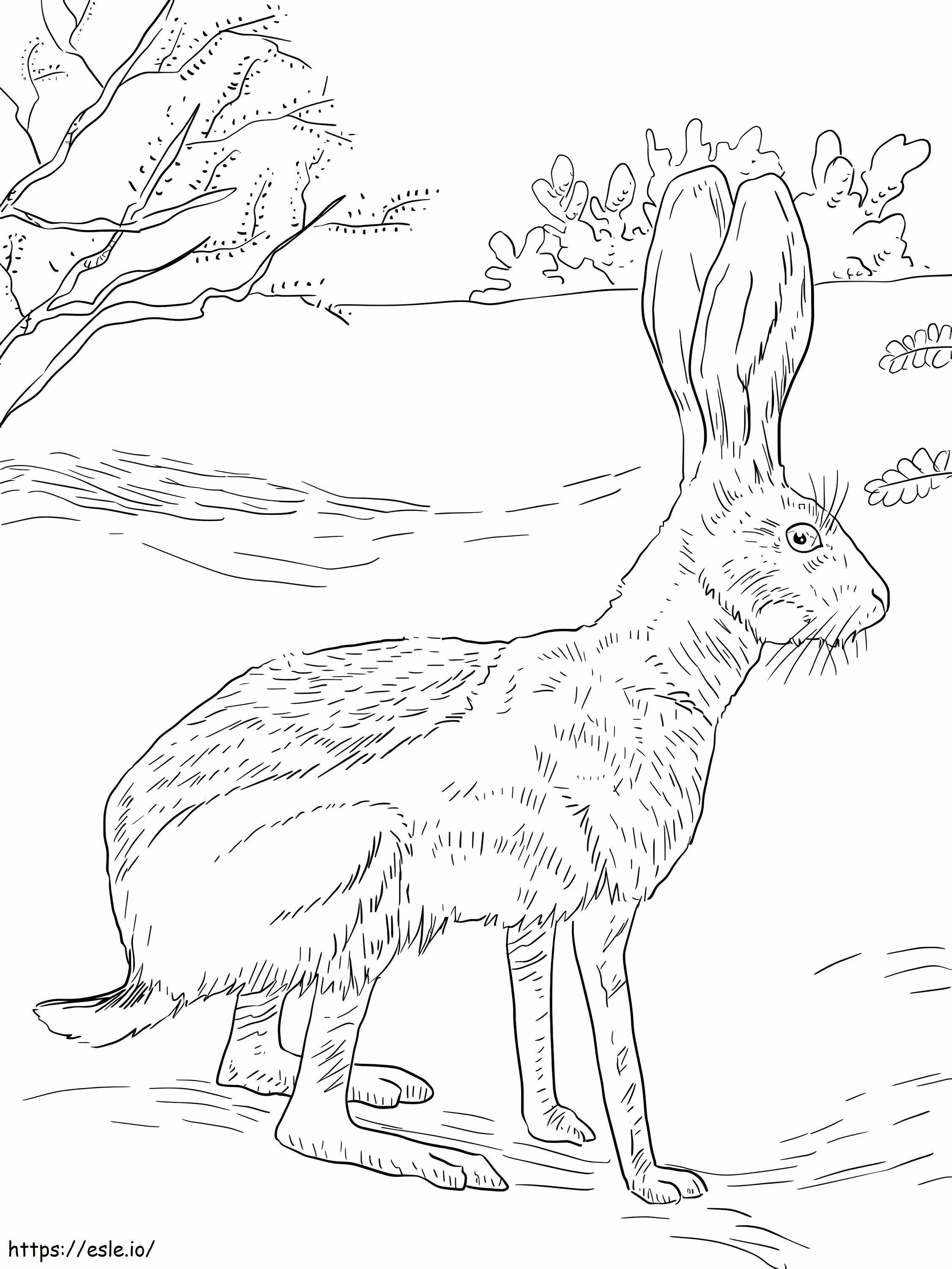 Coloriage Antilope Jack Rabbit à imprimer dessin