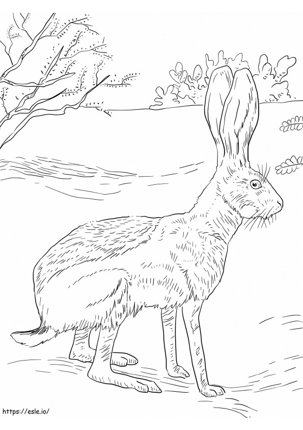 Antelope Jack Rabbit coloring page