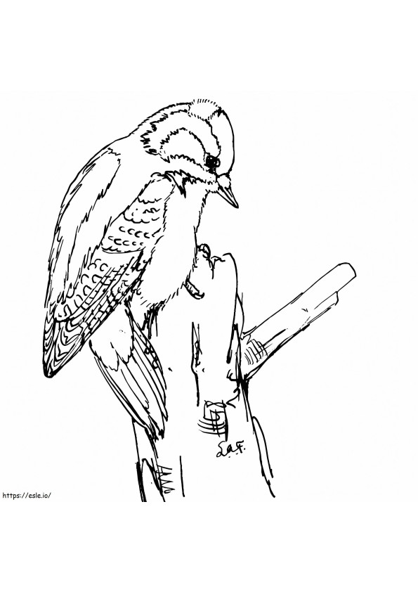 Downy Woodpecker coloring page
