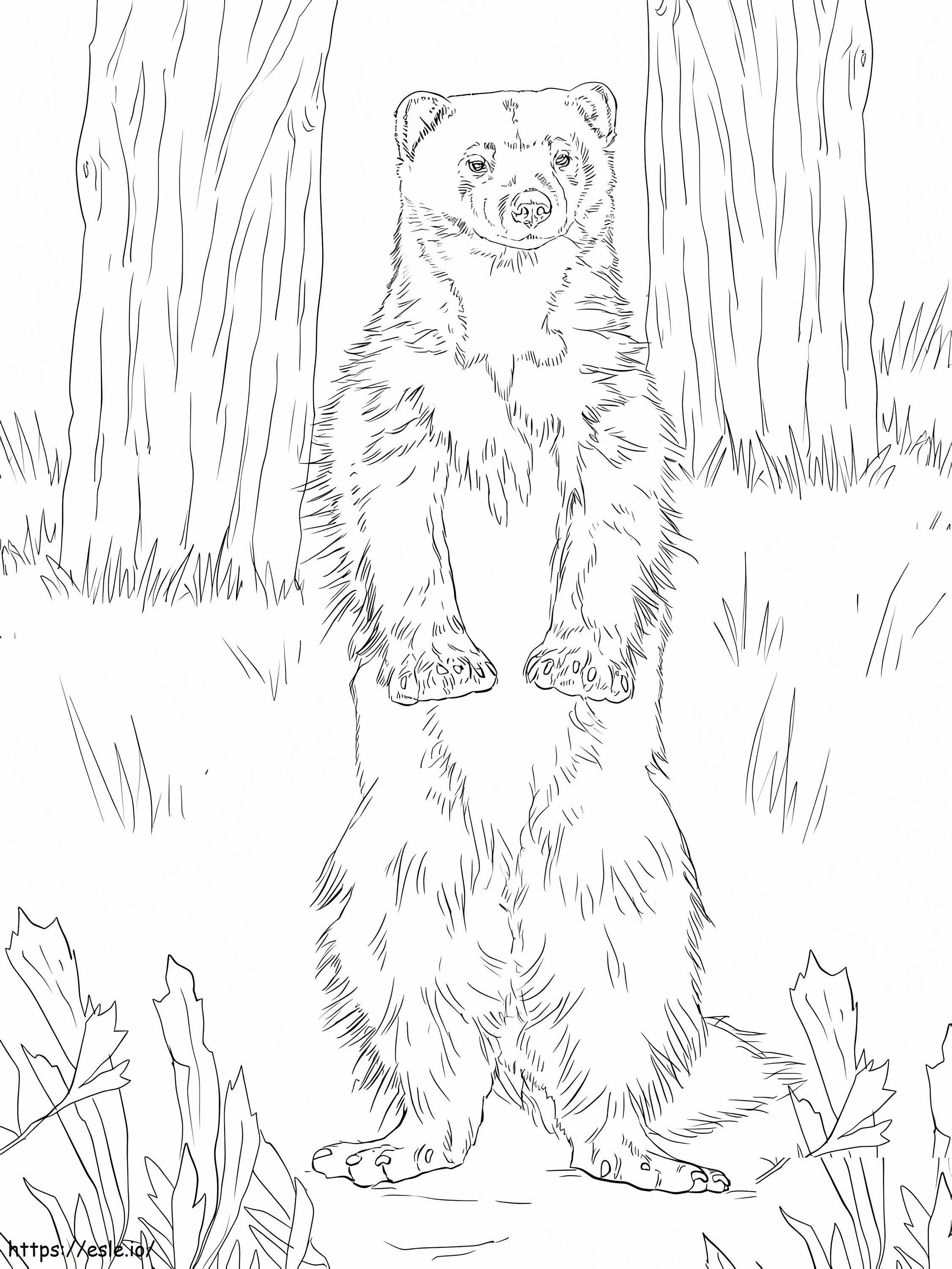 Wolverine In The Forest coloring page