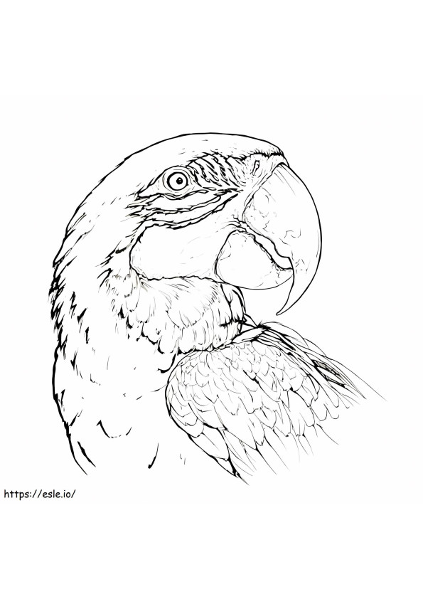 Macaw Gambar Mewarnai