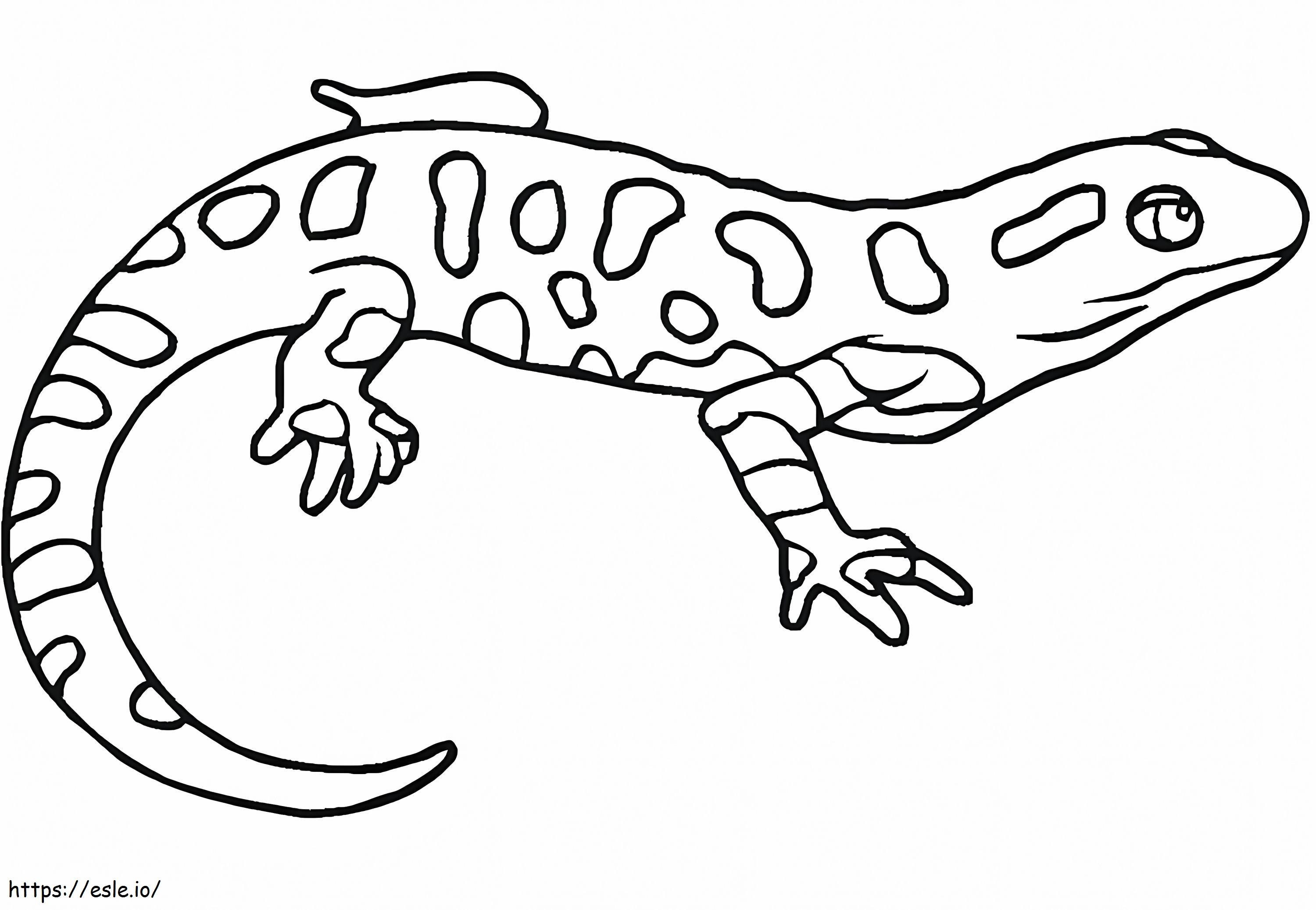 salamandra 8 para colorear