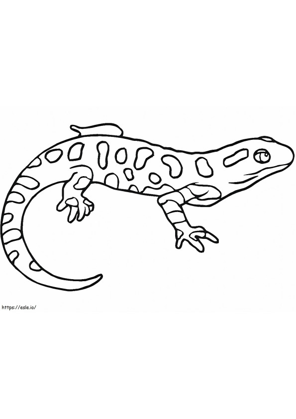 Coloriage Salamandre 8 à imprimer dessin
