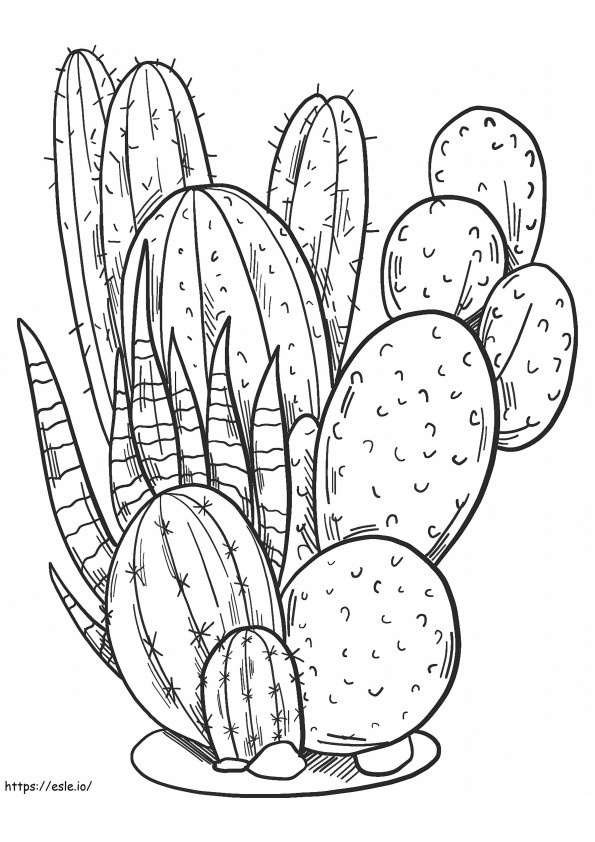 duże kaktusy kolorowanka