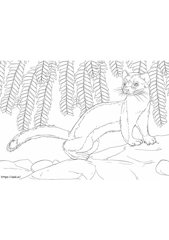 Least Weasel coloring page