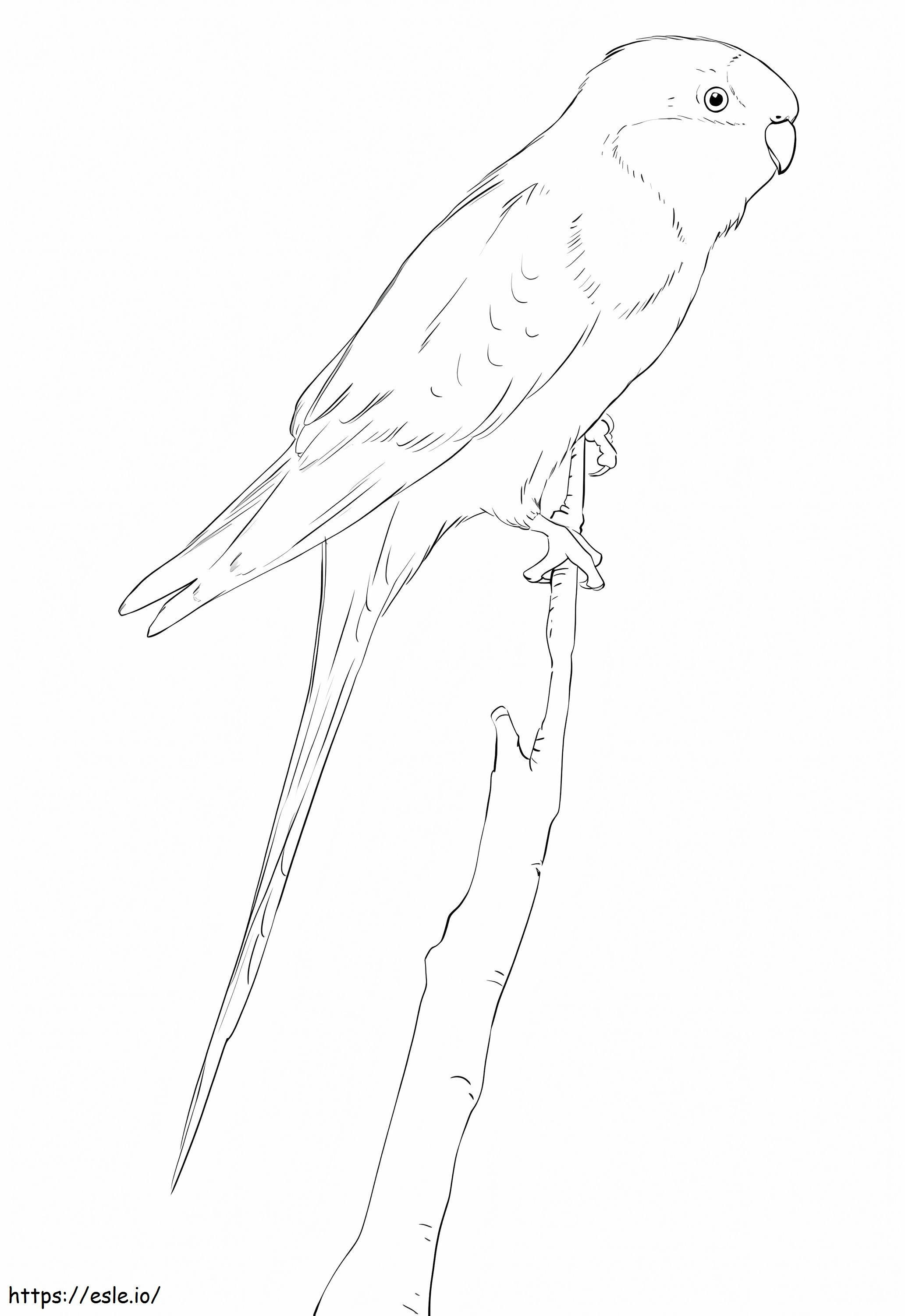 Papużka Barraband kolorowanka