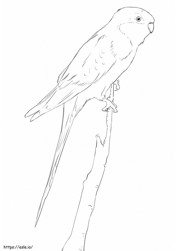 Papużka Barraband kolorowanka
