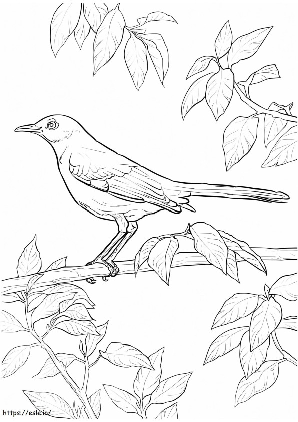 Nightingale On Branch coloring page