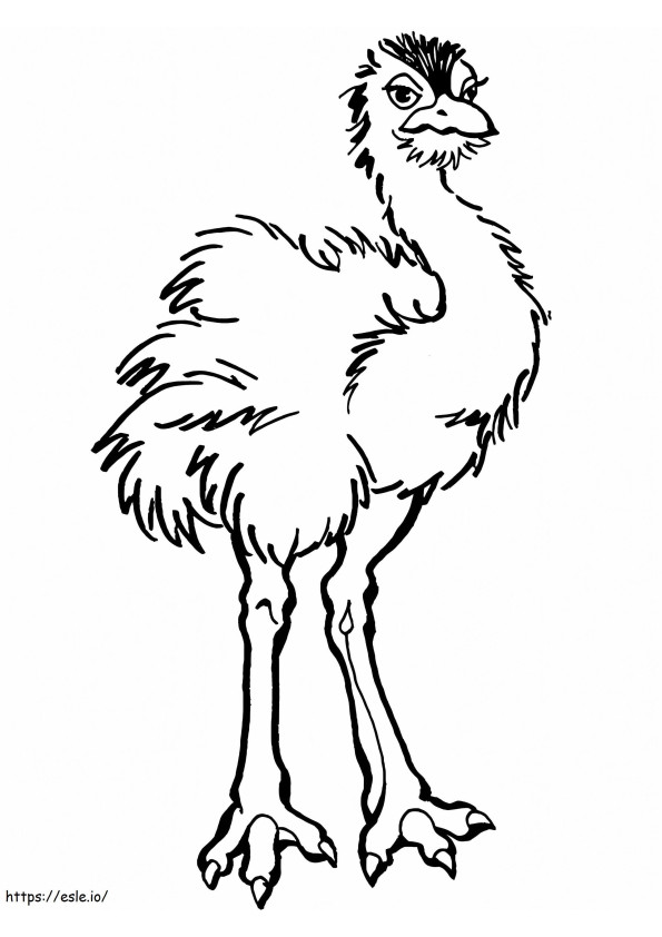 Young Ostrich