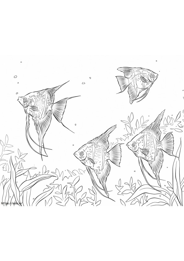 Freshwater Angelfishes coloring page