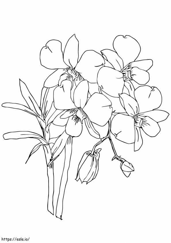 Printable Orchids coloring page
