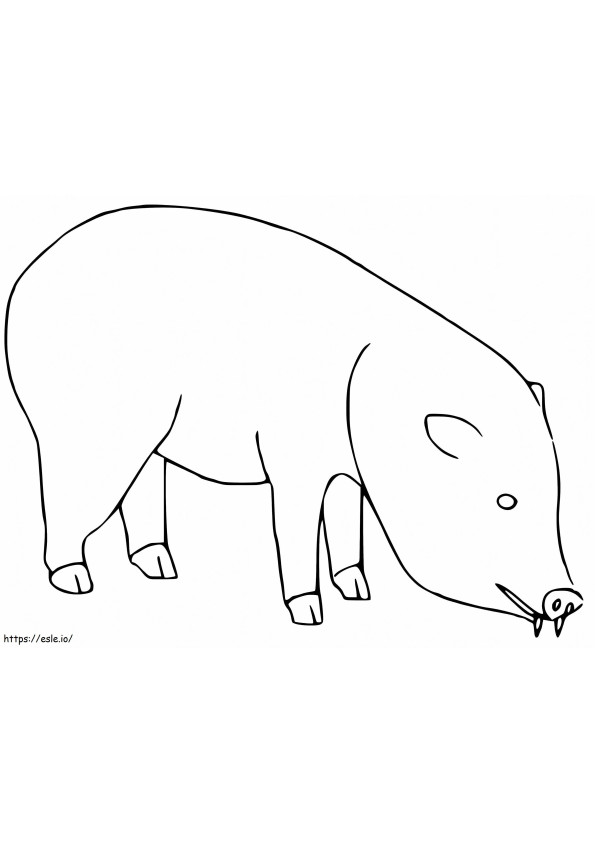 Yksinkertainen Peccary