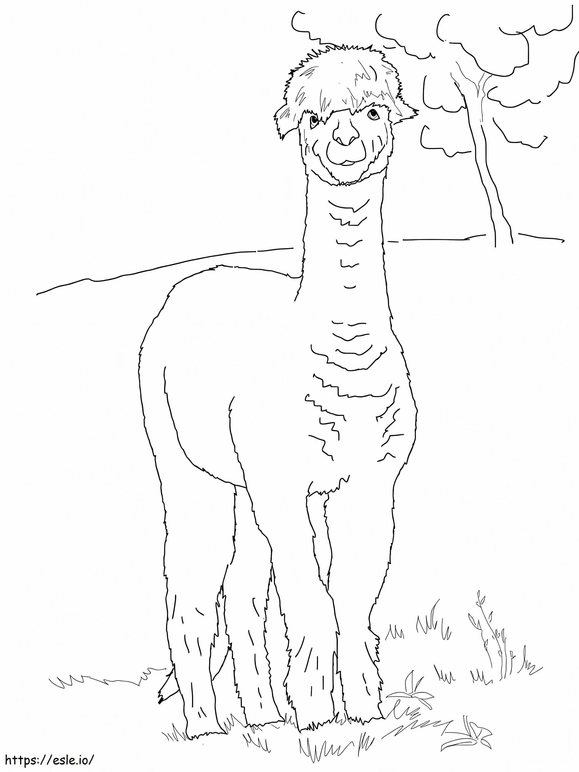 Alpaca In The Wild coloring page